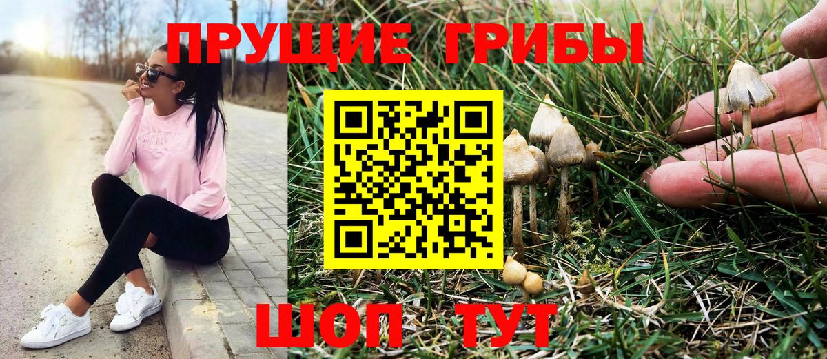 Галлюциногенные грибы Psilocybine cubensis Кувандык